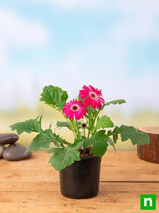 gerbera (dark pink) - plant