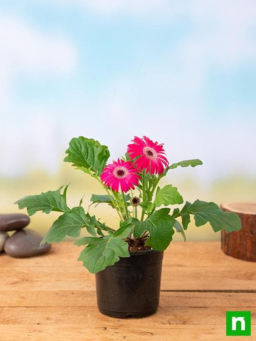 gerbera (dark pink) - plant