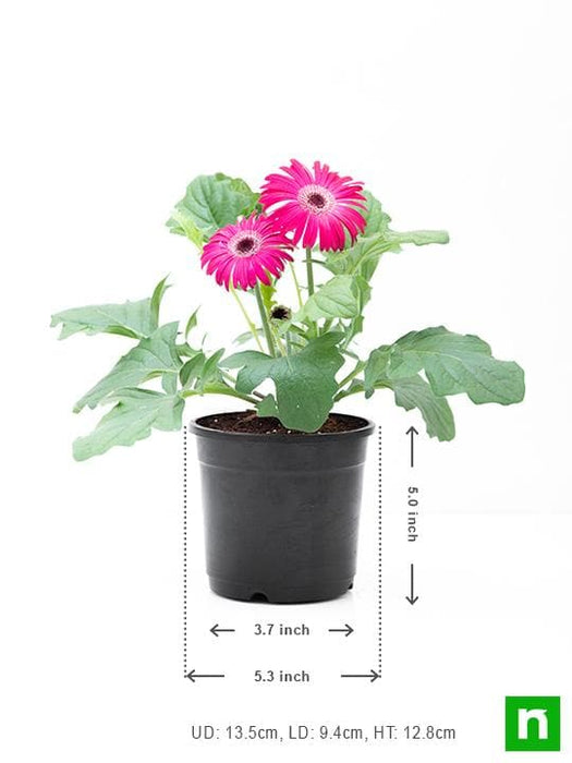 gerbera (dark pink) - plant