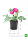 gerbera (dark pink) - plant