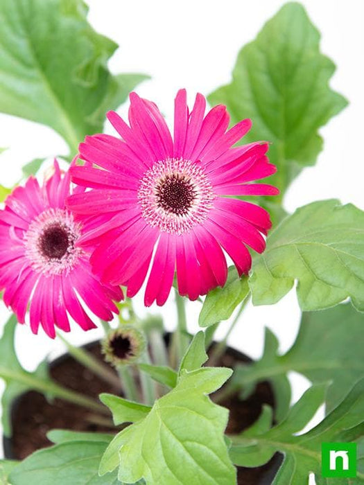 gerbera (dark pink) - plant