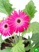 gerbera (dark pink) - plant