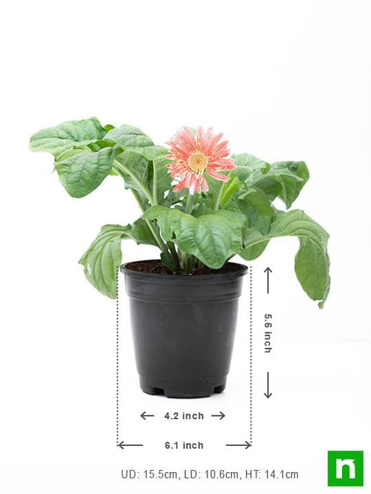 gerbera (pink) - plant