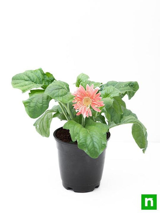 gerbera (pink) - plant