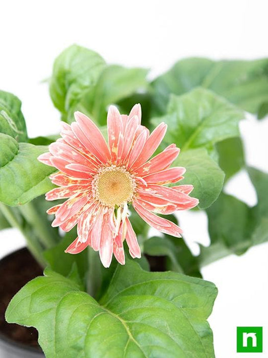 gerbera (pink) - plant