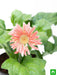 gerbera (pink) - plant