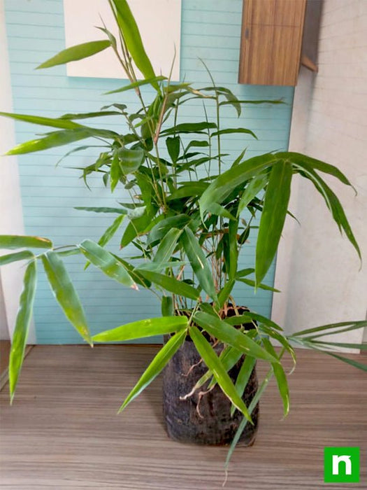 giant thorny bamboo - plant