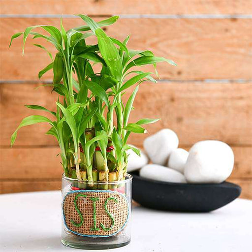 2 layer lucky bamboo for pretty sister 