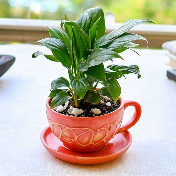 adorable peace lily in ceramic cup pot 