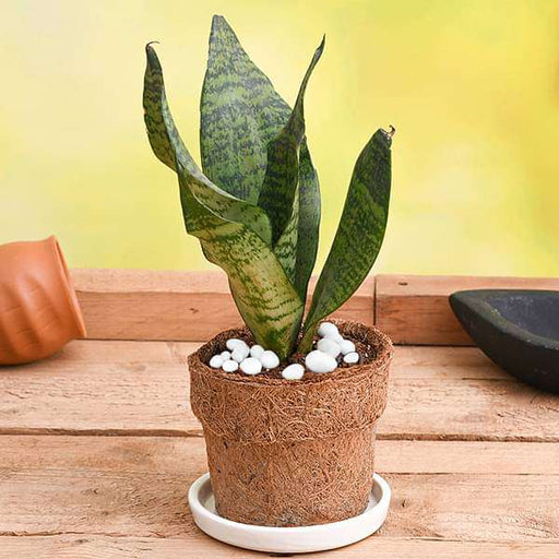 air purifier sansevieria in eco - friendly pot