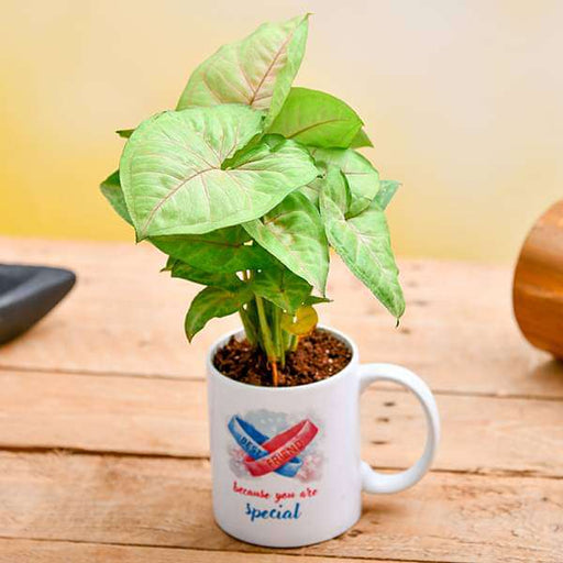 air purifying syngonium in a best friend mug 