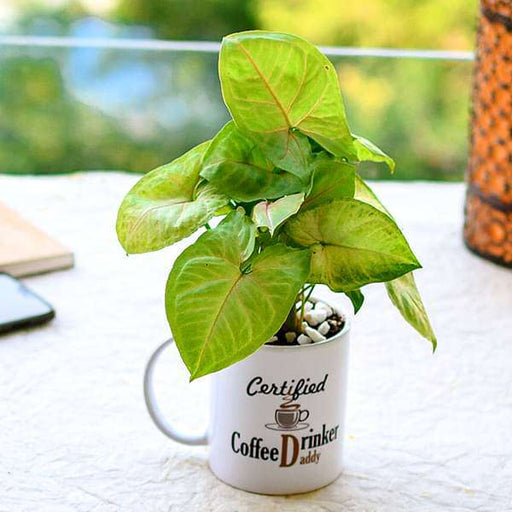 air purifying syngonium in a coffee mug for hardworking dad 