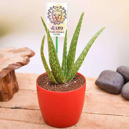 aloe vera for leo or singh rashi - plant