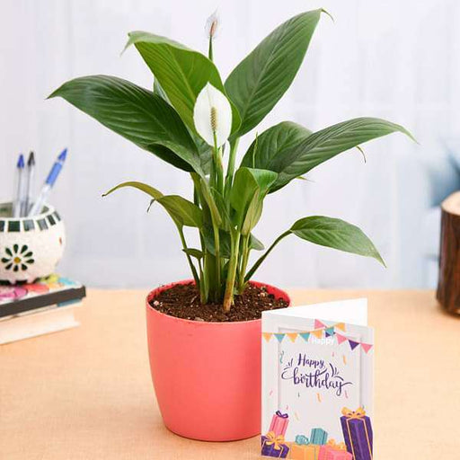 birthday wishes with peace lily plant 