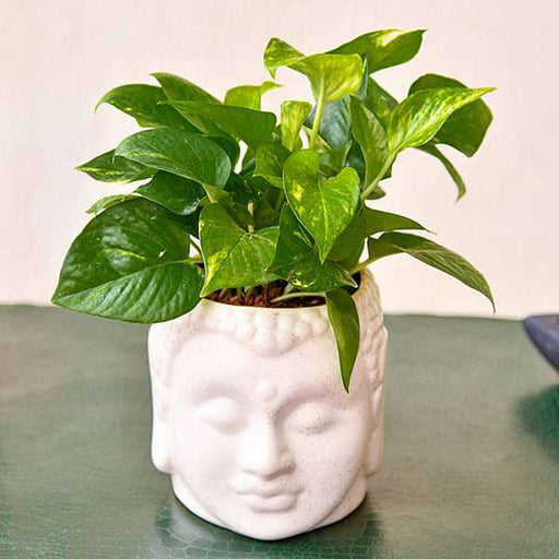 bring good luck with magnificent money plant and ceramic pot 