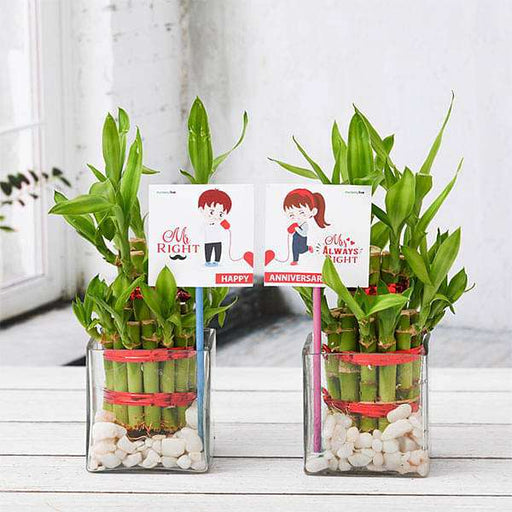 celebrate anniversary with 2 layer lucky bamboo plants 