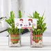 celebrate anniversary with 2 layer lucky bamboo plants 