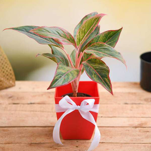 celebrate anniversary with aglaonema plant 