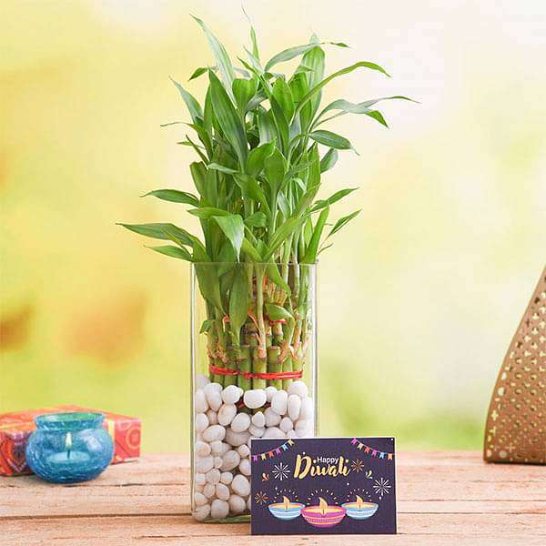 celebrate diwali with 3 layer lucky bamboo plant 