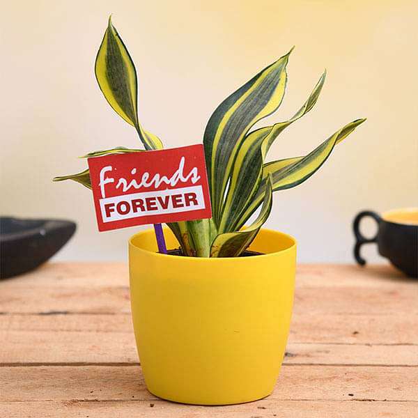 celebrate friendship with sansevieria and a flag 