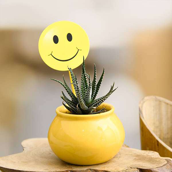 celebrate happiness with haworthia in ceramic pot 