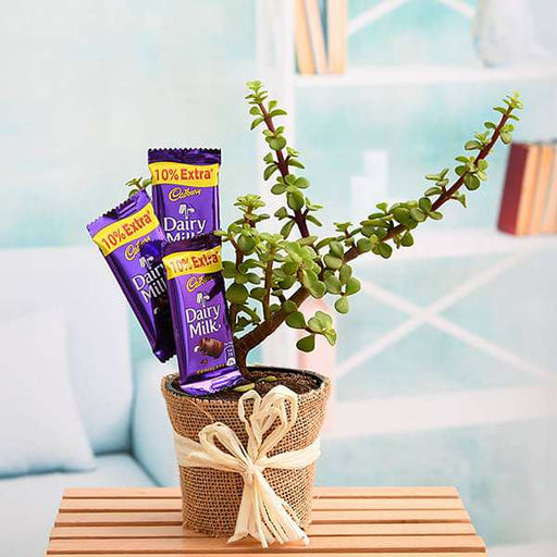 celebrate sweet memories with jade plant 