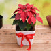 cheerful poinsettia 