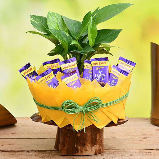 chocolate basket with money plant 