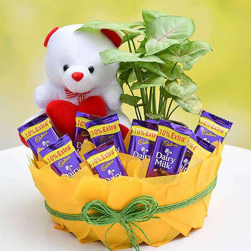 chocolate basket with syngonium and cute teddy 