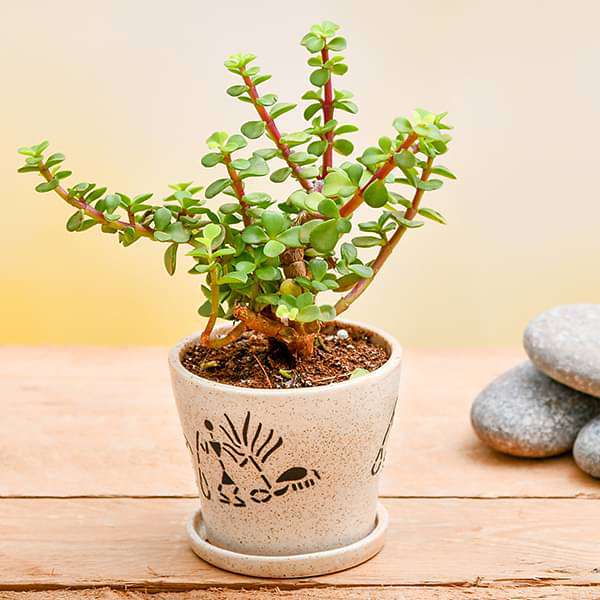 enchanting jade plant for memorable moments 