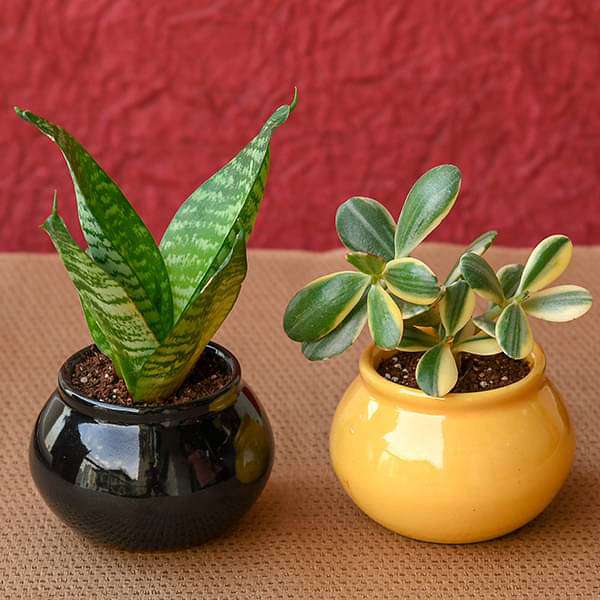 gift bundle of health and prosperity with plants in ceramic handi pots 