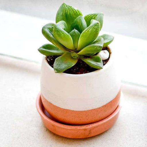 give happiness with glorious haworthia in a ceramic pot 