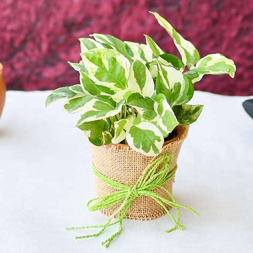 good luck money plant with a jute wrap 