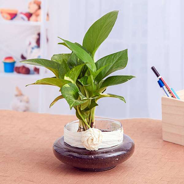 green money plant in a round glass vase 