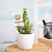 jade plant for cancer or kark rashi - plant