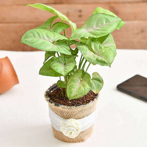 lovely syngonium plant in jute wrap 