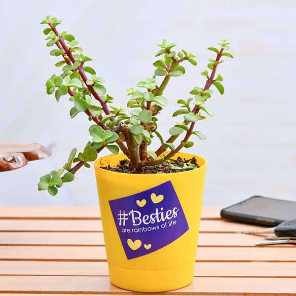 luck enhancer jade plant for your bestie 