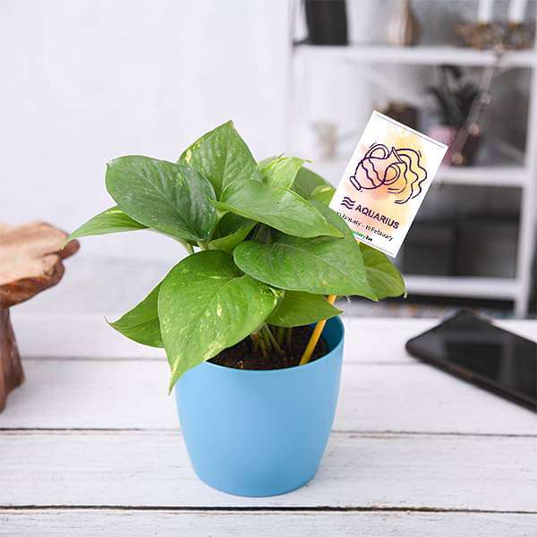 money plant for aquarius or kumbh rashi - plant