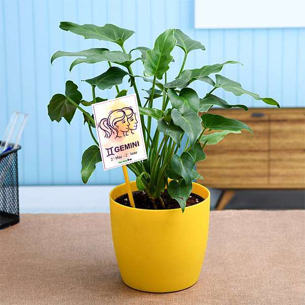 philodendron for gemini or mithun rashi - plant