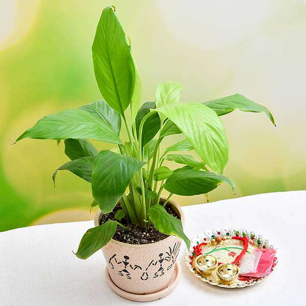 rakhi celebration with adorable peace lily and decorative pooja thali 