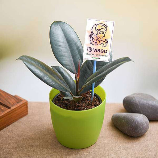 rubber plant for virgo or kanya rashi - plant