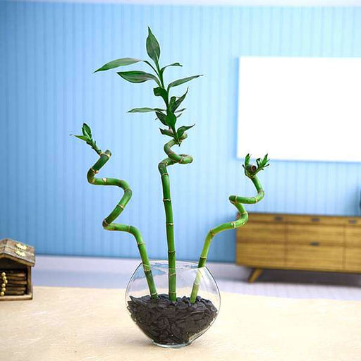 set of 3 spiral sticks lucky bamboo in a glass vase with pebbles 