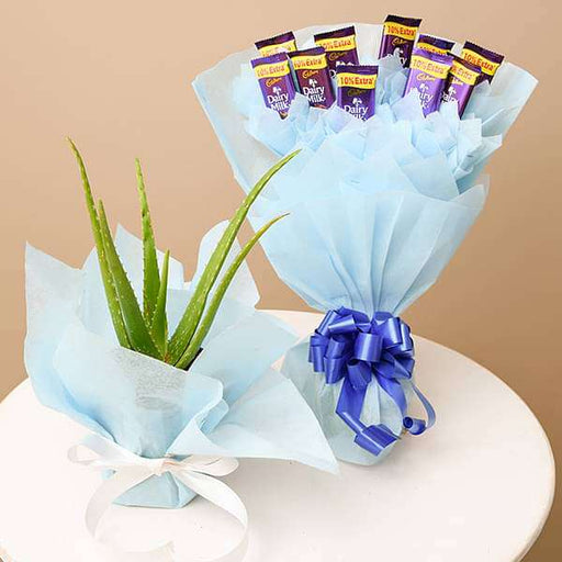 show gratitude with aloe vera and chocolate bouquet 