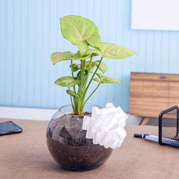 soothing syngonium plant in a spherical glass vase 