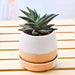 sturdy haworthia in ceramic pot for joyful moments 