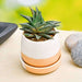 sturdy haworthia in ceramic pot for joyful moments 