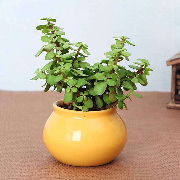 goodluck jade plant with pot 