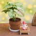 syngonium plant in coir pot with lord ganesha idol 