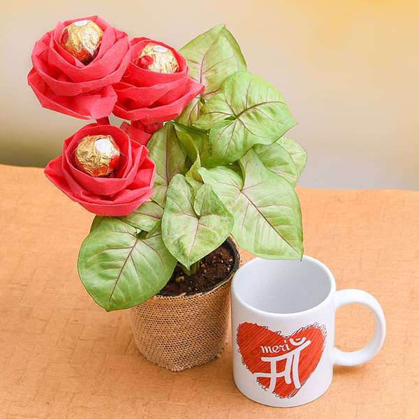 syngonium plant with ferrero rocher roses for loving maa 