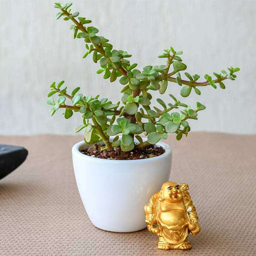 wealth boomer jade plant with laughing buddha 